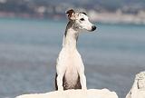 WHIPPET 028